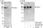 TANC1 Antibody in Western Blot (WB)