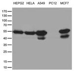 TANK Antibody in Western Blot (WB)