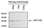 TAP Tag Antibody in Western Blot (WB)