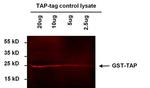 TAP Tag Antibody in Western Blot (WB)