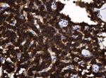 TAPBPL Antibody in Immunohistochemistry (Paraffin) (IHC (P))