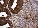 TAPBPL Antibody in Immunohistochemistry (Paraffin) (IHC (P))