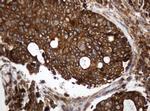 TAPBPL Antibody in Immunohistochemistry (Paraffin) (IHC (P))