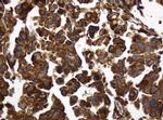 TAPBPL Antibody in Immunohistochemistry (Paraffin) (IHC (P))