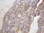 TAPBPL Antibody in Immunohistochemistry (Paraffin) (IHC (P))