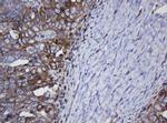 TAPBPL Antibody in Immunohistochemistry (Paraffin) (IHC (P))