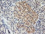 TAPBPL Antibody in Immunohistochemistry (Paraffin) (IHC (P))