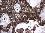 TAPBPL Antibody in Immunohistochemistry (Paraffin) (IHC (P))