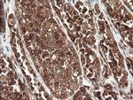 TAPBPL Antibody in Immunohistochemistry (Paraffin) (IHC (P))