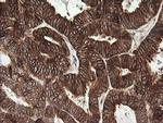 TAPBPL Antibody in Immunohistochemistry (Paraffin) (IHC (P))