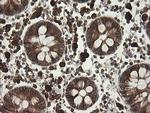 TAPBPL Antibody in Immunohistochemistry (Paraffin) (IHC (P))