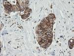 TAPBPL Antibody in Immunohistochemistry (Paraffin) (IHC (P))