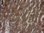 TAPBPL Antibody in Immunohistochemistry (Paraffin) (IHC (P))