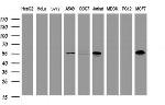 TAPBPL Antibody in Western Blot (WB)