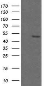 TAPBPL Antibody in Western Blot (WB)