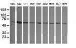 TAPBPL Antibody in Western Blot (WB)