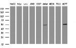 TAPBPL Antibody in Western Blot (WB)