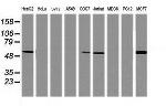 TAPBPL Antibody in Western Blot (WB)