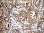 TARBP2 Antibody in Immunohistochemistry (Paraffin) (IHC (P))