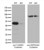 TARBP2 Antibody in Western Blot (WB)