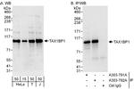 TAX1BP1 Antibody in Western Blot (WB)