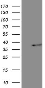 TAZ Antibody in Western Blot (WB)