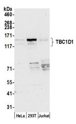 TBC1D1 Antibody in Western Blot (WB)