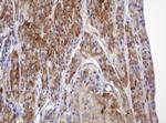 TBC1D13 Antibody in Immunohistochemistry (Paraffin) (IHC (P))