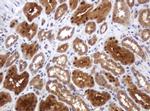 TBC1D13 Antibody in Immunohistochemistry (Paraffin) (IHC (P))