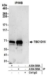 TBC1D15 Antibody in Western Blot (WB)