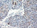 TBC1D21 Antibody in Immunohistochemistry (Paraffin) (IHC (P))