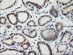 TBC1D21 Antibody in Immunohistochemistry (Paraffin) (IHC (P))