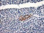 TBC1D21 Antibody in Immunohistochemistry (Paraffin) (IHC (P))