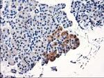 TBC1D21 Antibody in Immunohistochemistry (Paraffin) (IHC (P))