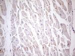 TBC1D28 Antibody in Immunohistochemistry (Paraffin) (IHC (P))