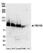 TBC1D5 Antibody in Western Blot (WB)