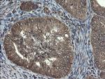 TBCC Antibody in Immunohistochemistry (Paraffin) (IHC (P))