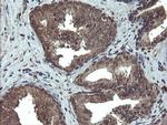 TBCC Antibody in Immunohistochemistry (Paraffin) (IHC (P))