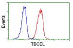 TBCEL Antibody in Flow Cytometry (Flow)