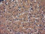 TBCEL Antibody in Immunohistochemistry (Paraffin) (IHC (P))