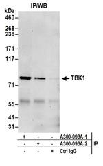 TBK1 Antibody in Western Blot (WB)