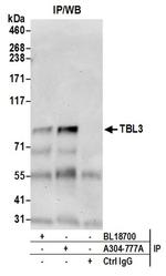 TBL3 Antibody in Western Blot (WB)