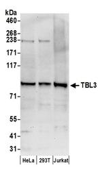 TBL3 Antibody in Western Blot (WB)