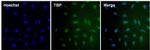 TBP Antibody in Immunocytochemistry (ICC/IF)