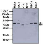 TBP Antibody in Western Blot (WB)