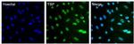 TBP Antibody in Immunocytochemistry (ICC/IF)