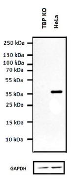 TBP Antibody