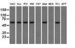 TBXAS Antibody in Western Blot (WB)