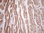 TCAP Antibody in Immunohistochemistry (Paraffin) (IHC (P))