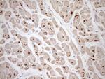 TCAP Antibody in Immunohistochemistry (Paraffin) (IHC (P))